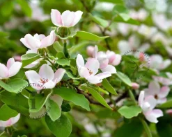 Cydonia oblonga 'Vranja' - mini