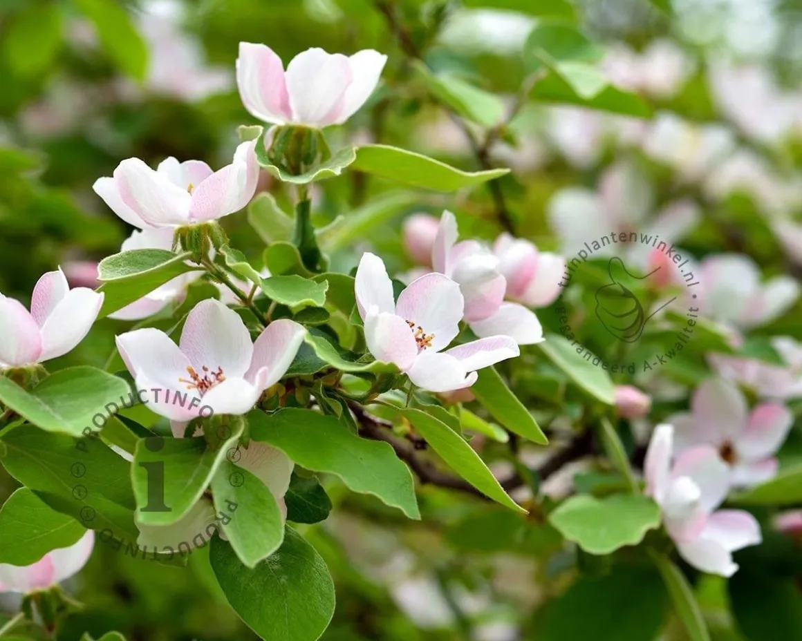 Cydonia oblonga 'Vranja' - mini