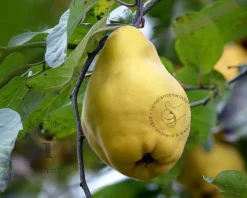 Cydonia oblonga 'Vranja' - XL
