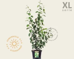 Cydonia oblonga 'Vranja' - XL