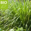 Cymbopogon flexuosus Puur