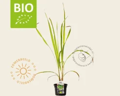 Cymbopogon flexuosus Puur