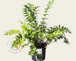 Cyrtomium fortunei 'Clivicola'