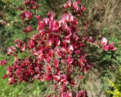 Cytisus 'Boskoop Ruby'