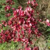 Cytisus 'Boskoop Ruby' - 60 cm stam