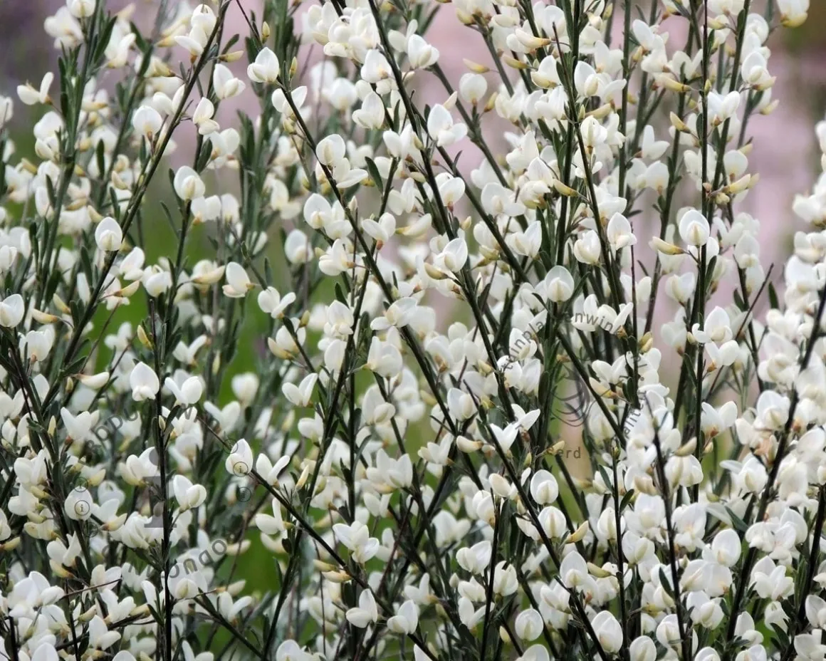 Cytisus praecox 'Albus'