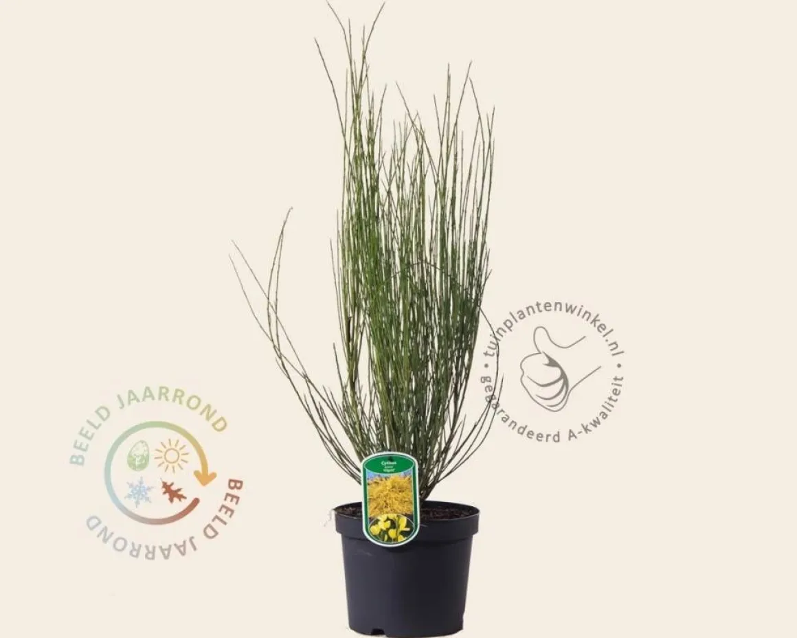 Cytisus praecox 'Allgold'