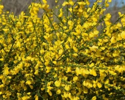 Cytisus scoparius 'Golden Tears' - 70 cm stam