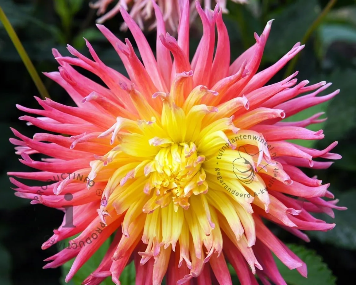 Dahlia 'Alfred Grille'