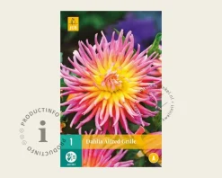 Dahlia 'Alfred Grille'
