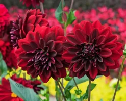 Dahlia 'Arabian Night'