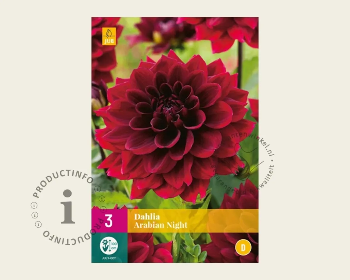 Dahlia 'Arabian Night'