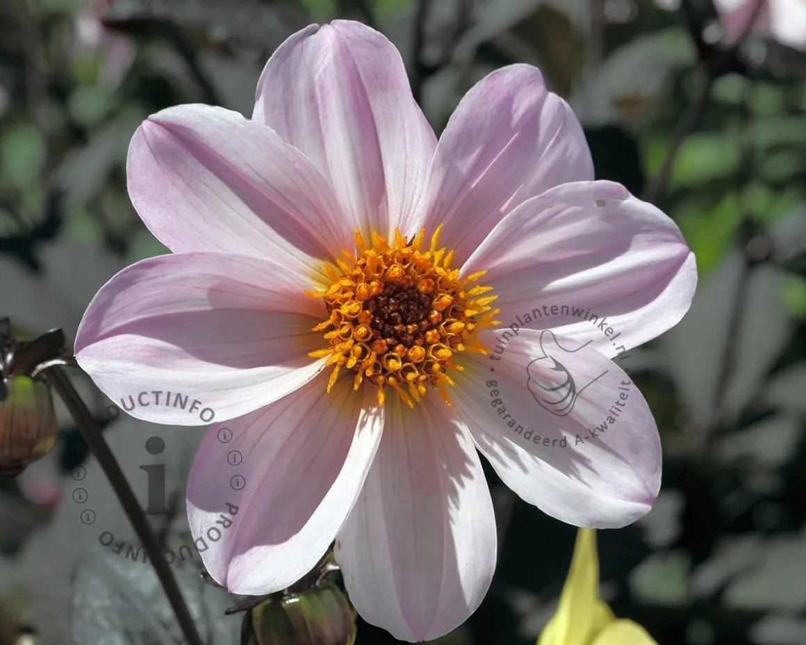 Dahlia 'Bishop of Leicester'