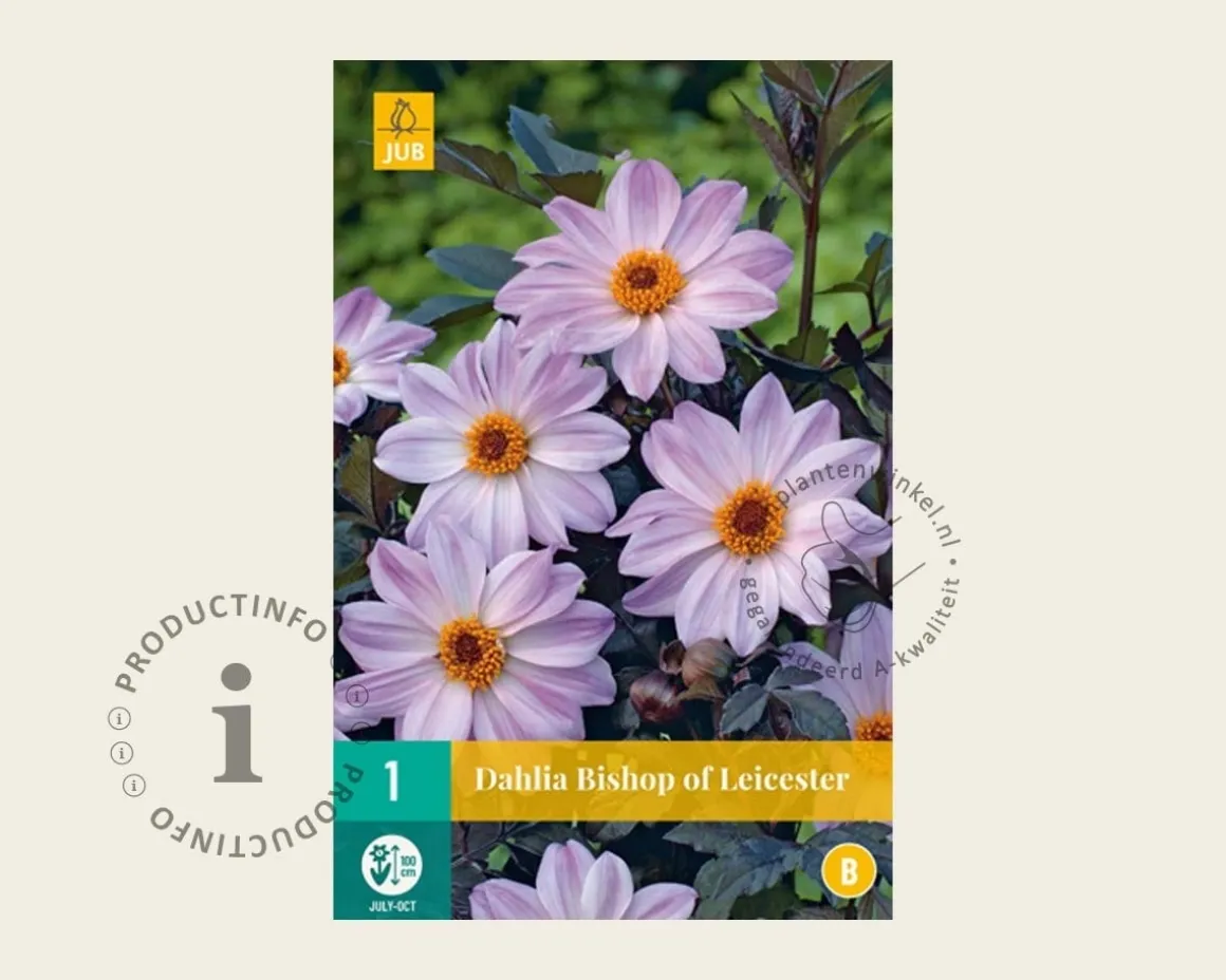 Dahlia 'Bishop of Leicester'