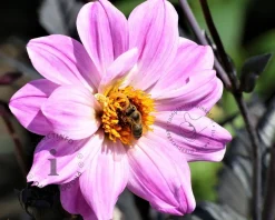 Dahlia 'Bishop of Leicester'