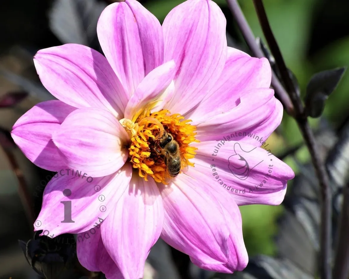 Dahlia 'Bishop of Leicester'