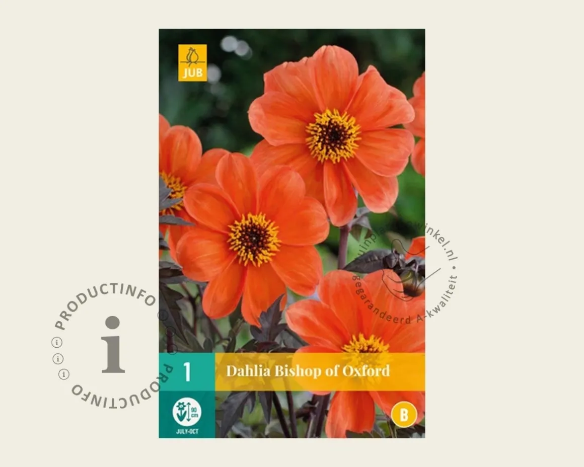 Dahlia 'Bishop of Oxford'