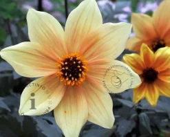 Dahlia 'Bishop of York'