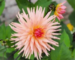 Dahlia Cactus Salmon