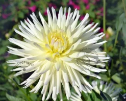 Dahlia Cactus White