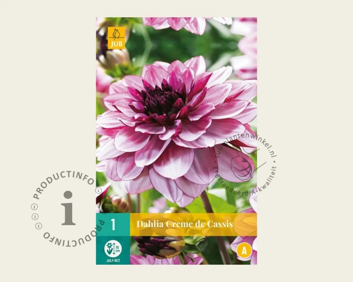 Dahlia 'Crème de Cassis'
