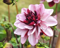Dahlia 'Crème de Cassis'