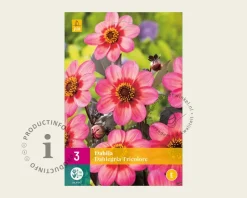 Dahlia 'Dahlegria Tricolore'