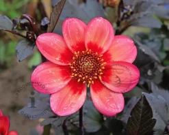Dahlia 'Dahlegria Tricolore'