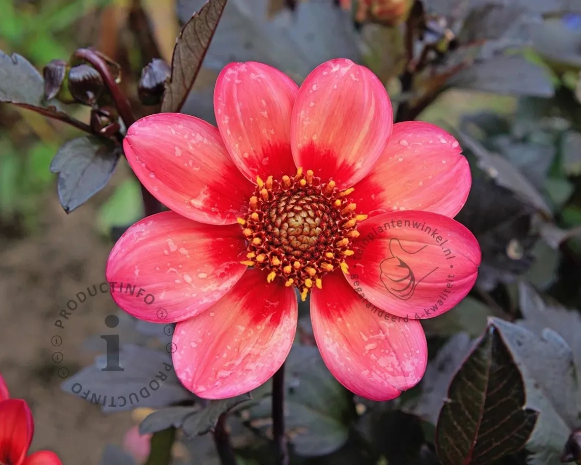 Dahlia 'Dahlegria Tricolore'