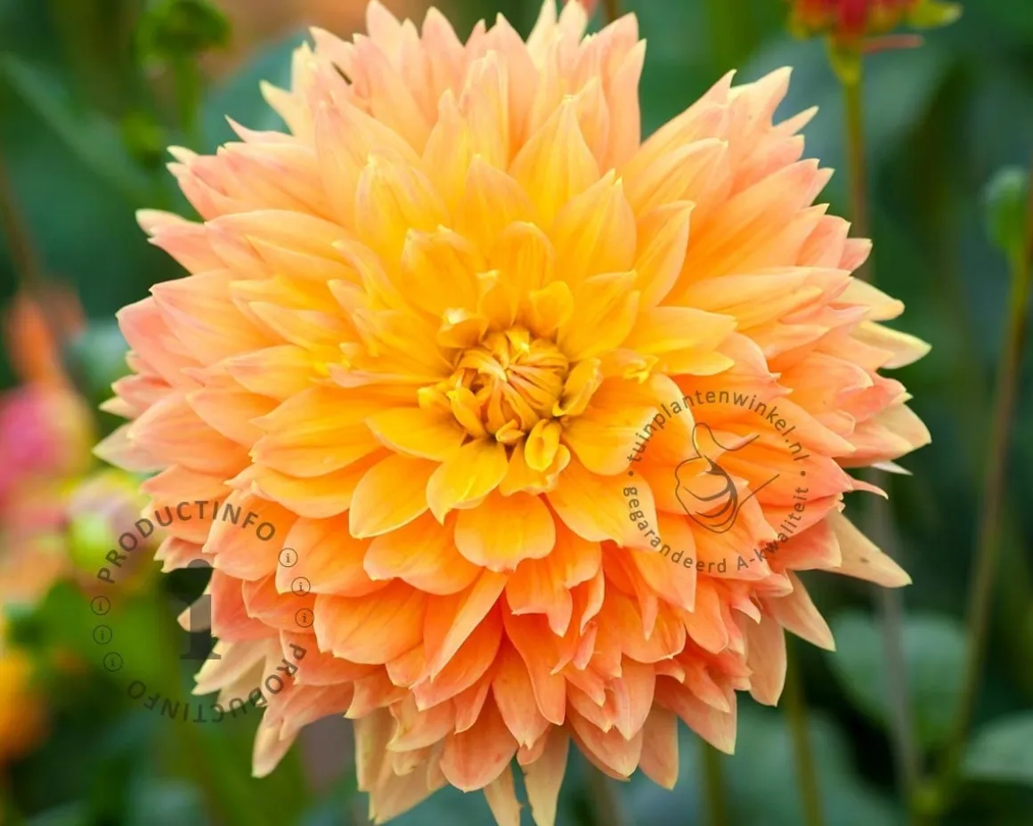 Dahlia 'Deep Impact'