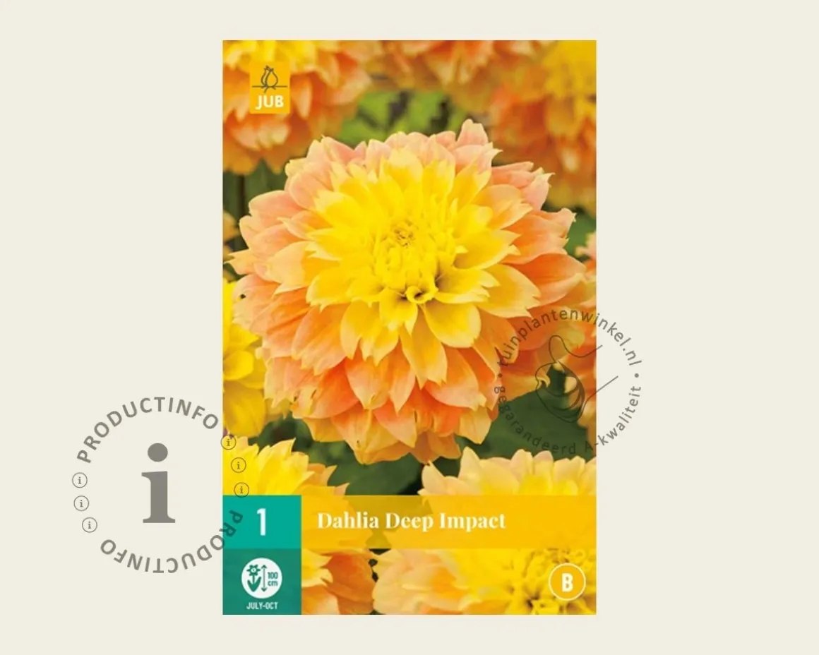 Dahlia 'Deep Impact'