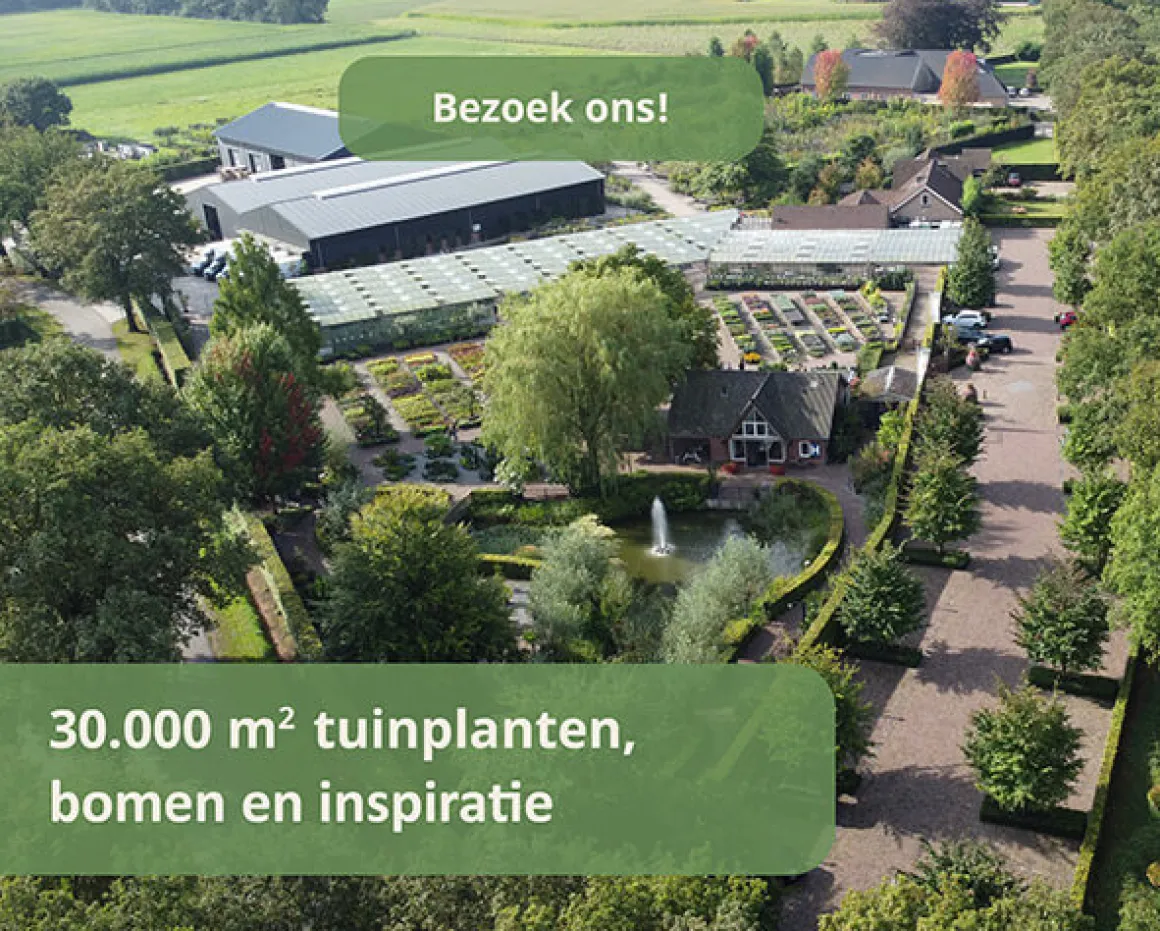 Dahlia 'Deep Impact'