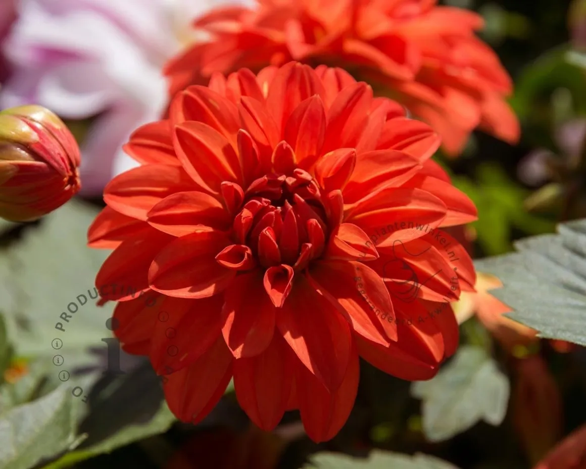Dahlia 'Ellen Houston'