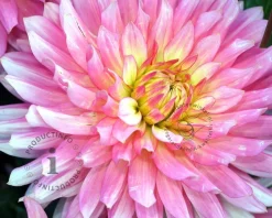Dahlia 'Extase'