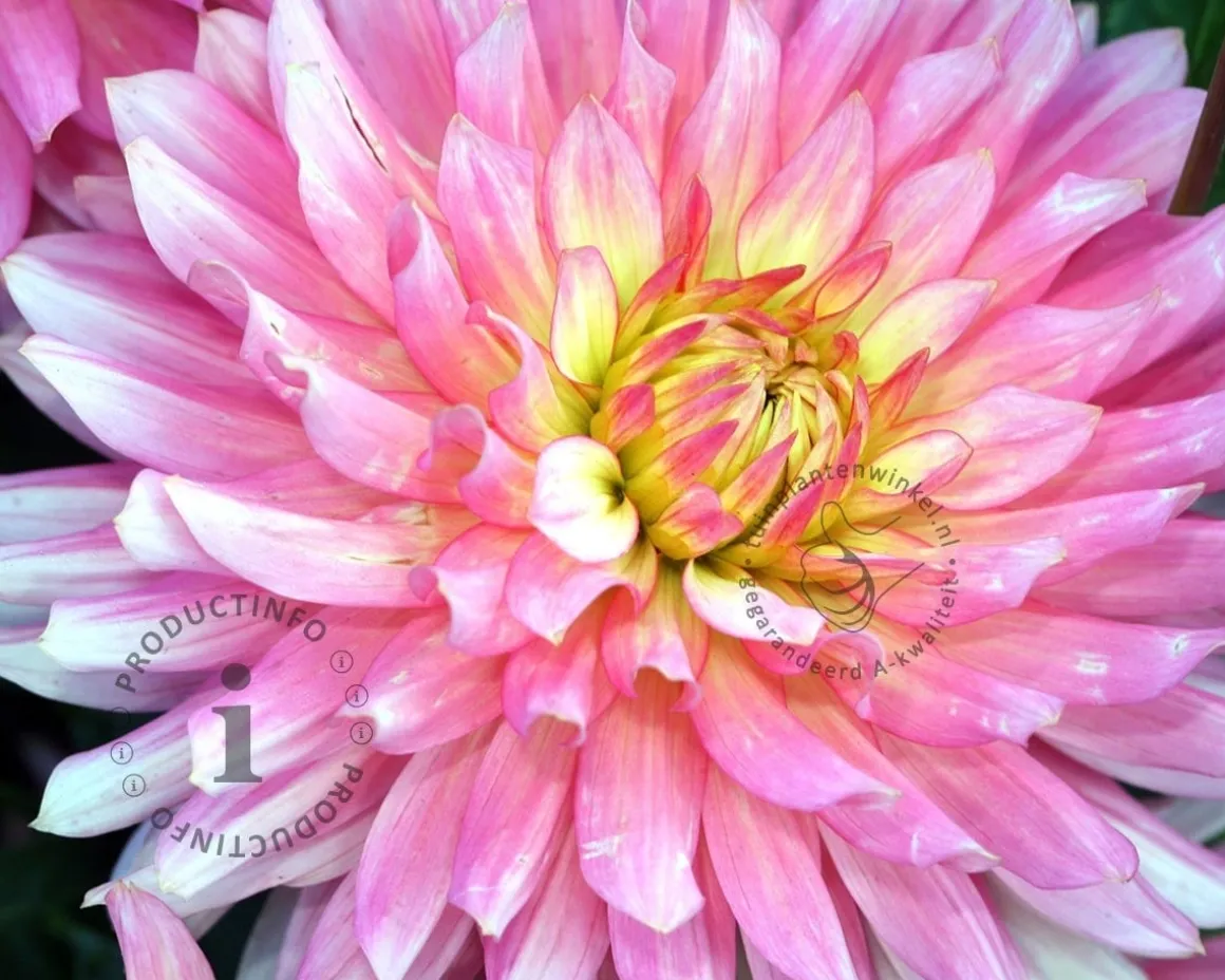 Dahlia 'Extase'