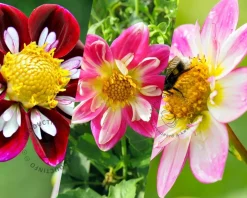 Dahlia Favourite Ballet