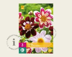 Dahlia Favourite Ballet