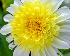 Dahlia '(Freya's) Paso Doble'
