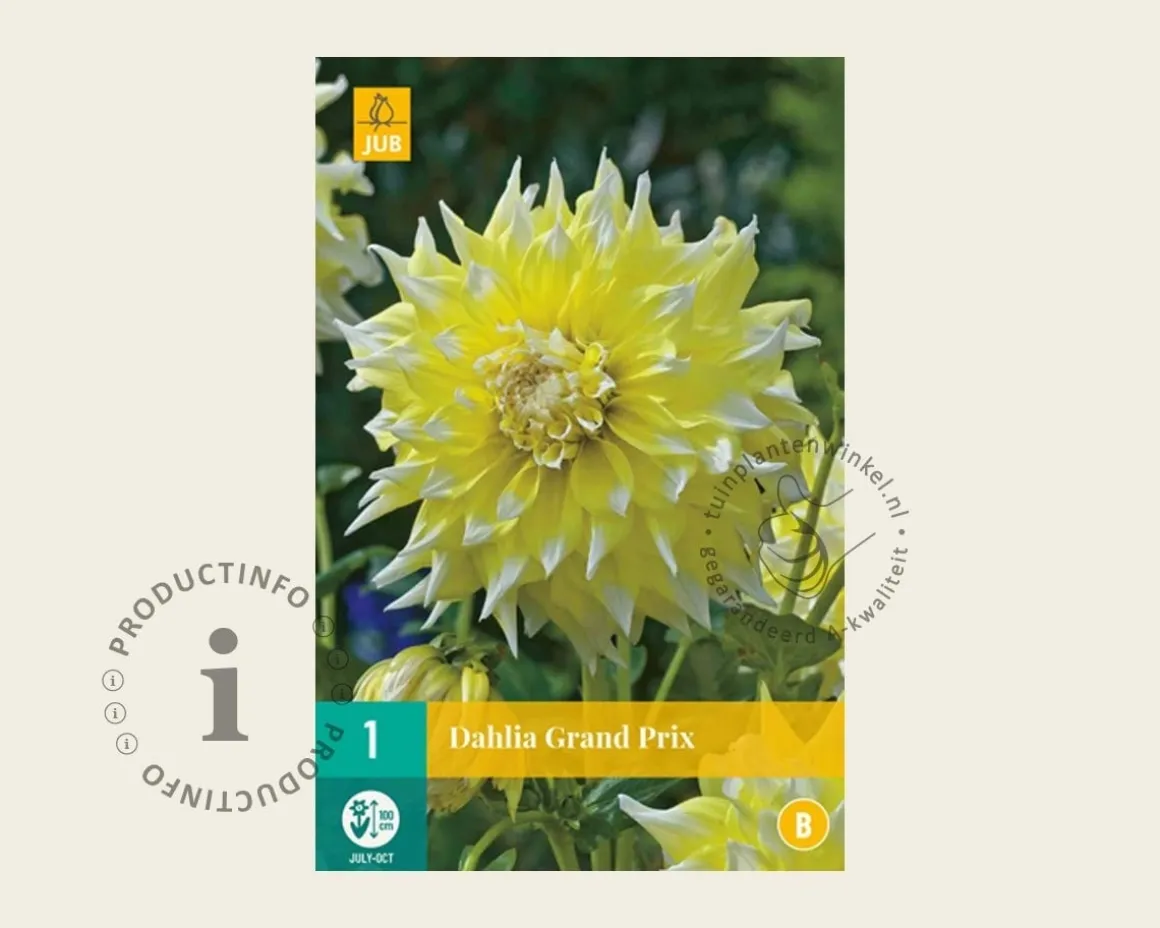 Dahlia 'Grand Prix'