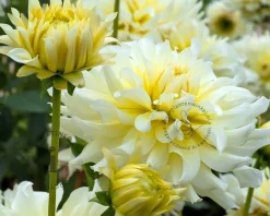 Dahlia 'Grand Prix'