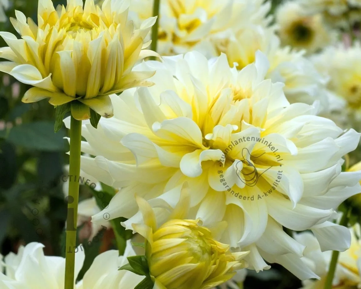 Dahlia 'Grand Prix'