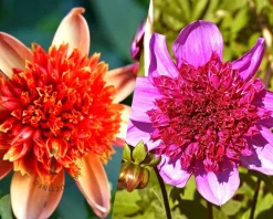 Dahlia Happy Daylight