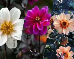 Dahlia Happy Single