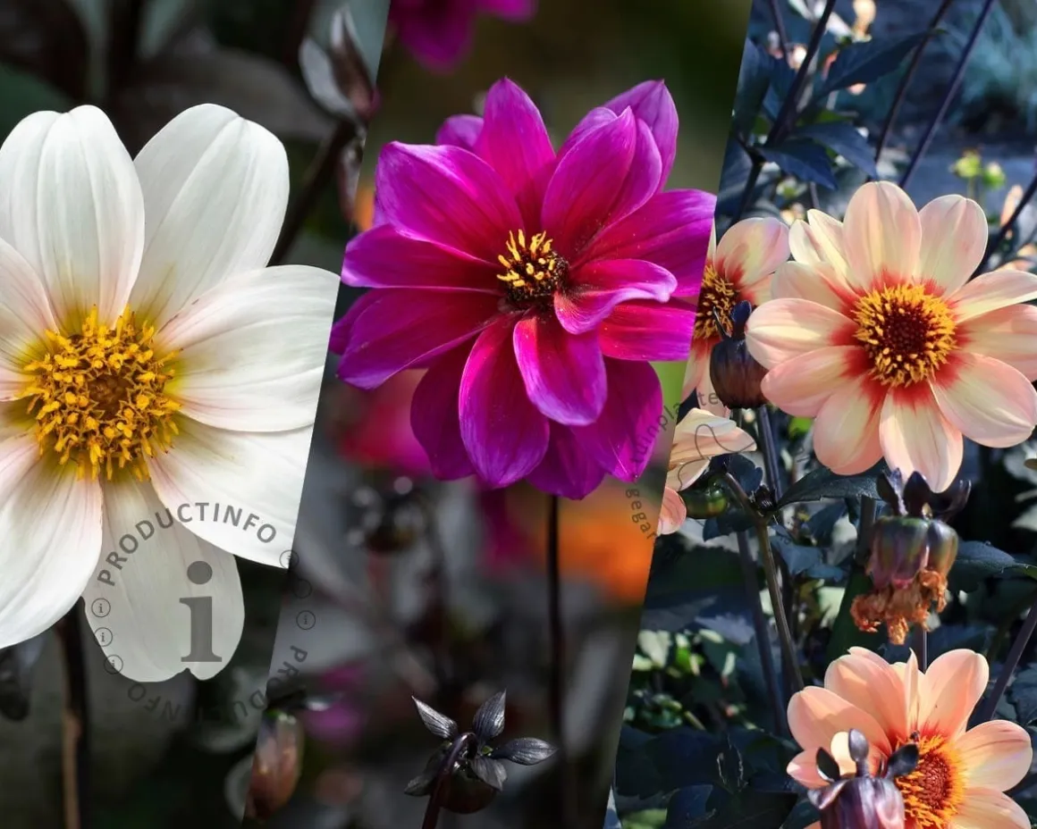 Dahlia Happy Single