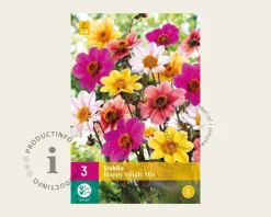 Dahlia Happy Single
