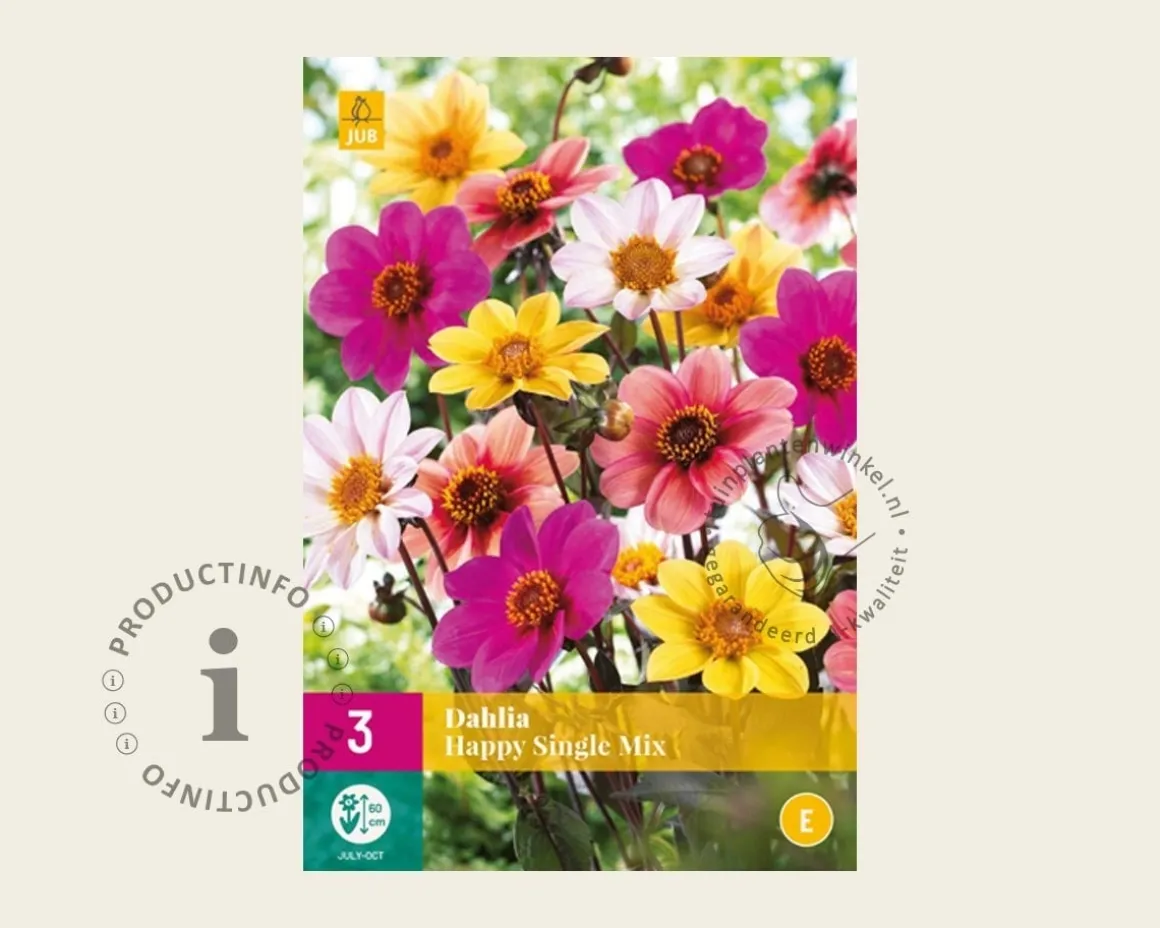 Dahlia Happy Single