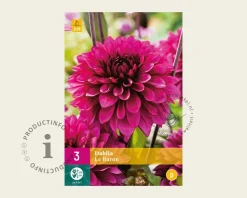 Dahlia 'Le Baron'