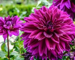Dahlia 'Le Baron'