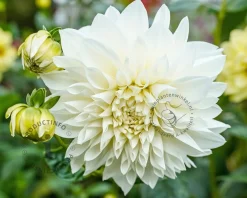 Dahlia 'Le Castel'