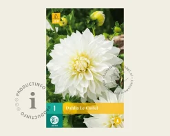 Dahlia 'Le Castel'